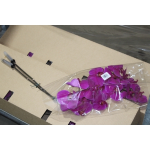 PHALAENOPSIS FUCHSIA