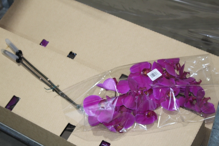 <h4>PHALAENOPSIS FUCHSIA</h4>