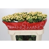 Hypericum Cool Romance