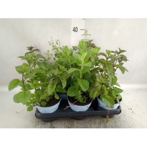 Mentha spicata