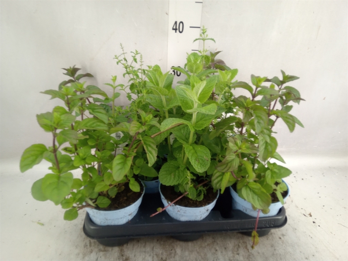 Mentha spicata