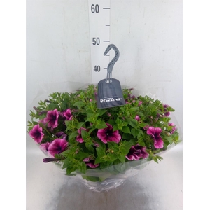 Petunia  'Surfinia'   ...