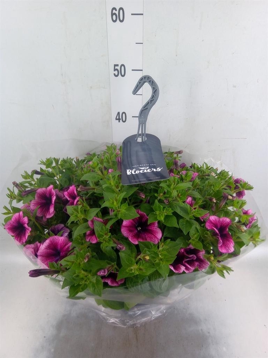 <h4>Petunia  'Surfinia'   ...</h4>