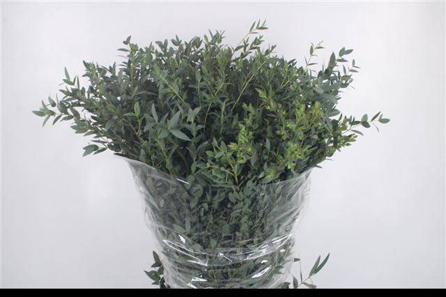 <h4>EUC PARVIFOLIA P BS</h4>