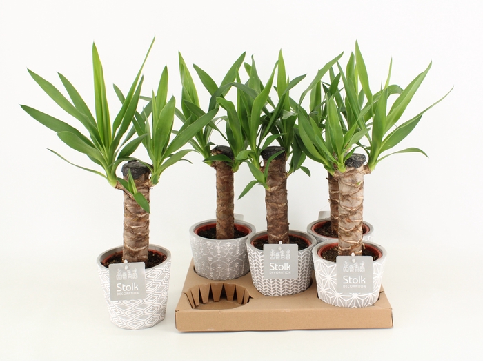 <h4>Yucca Keramiek Star</h4>