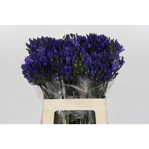 Agapanthus EYFORI Blue
