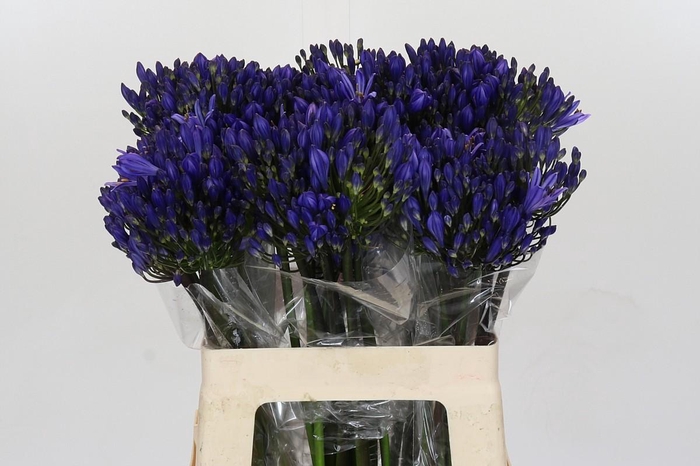 <h4>Agapanthus EYFORI Blue</h4>