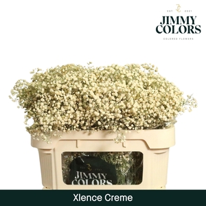 Gyps Xlence L70 Creme