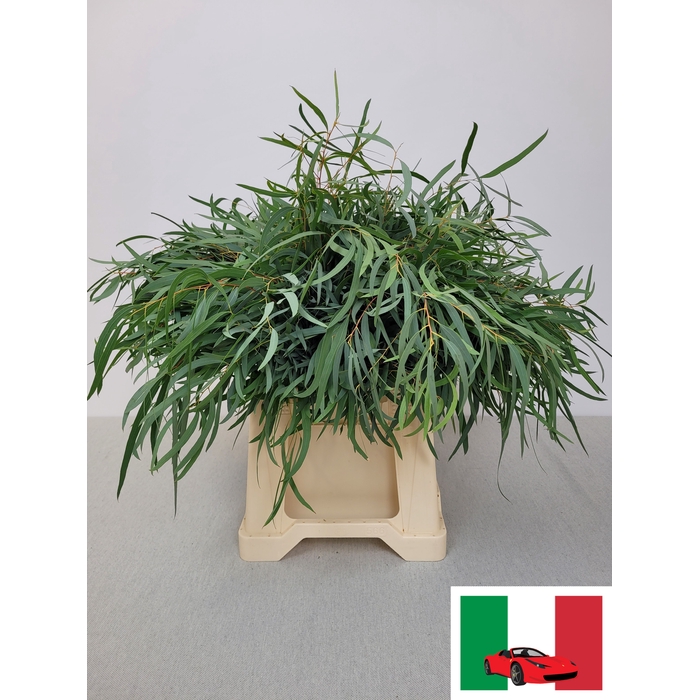 <h4>EUC NICHOLII PB</h4>