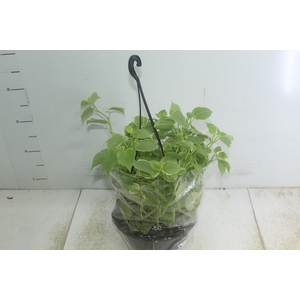 PEPEROMIA SCANDENS C21