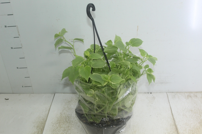 <h4>PEPEROMIA SCANDENS C21</h4>