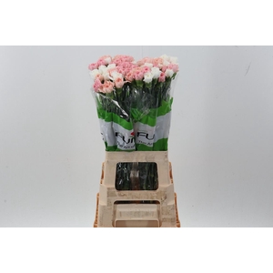 Di St Rainbow Wedding