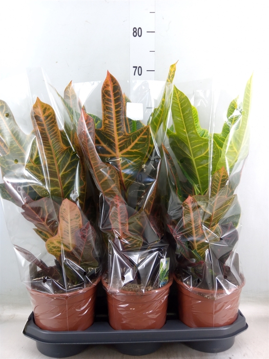 <h4>Codiaeum var. GR 'Excellent'</h4>