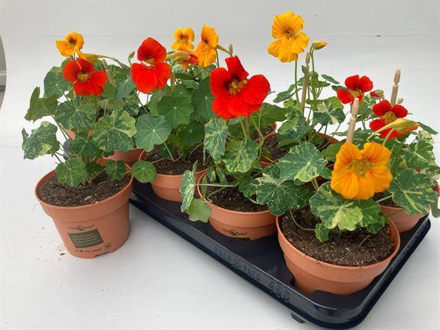 <h4>Tropaeolum Look&Taste</h4>