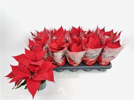 <h4>Euphor P Chr F Red 3+</h4>