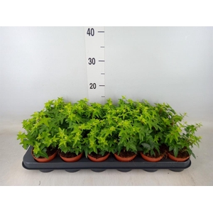 Hedera helix 'Jacobine'