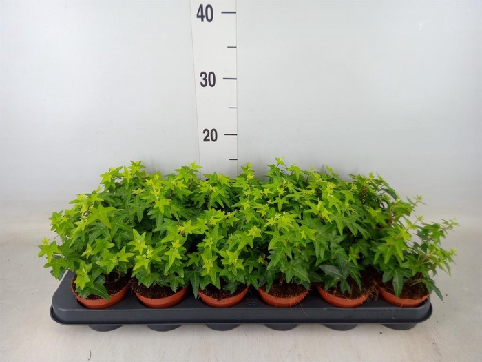 <h4>Hedera helix 'Jacobine'</h4>