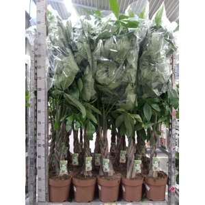 Pachira aquatica