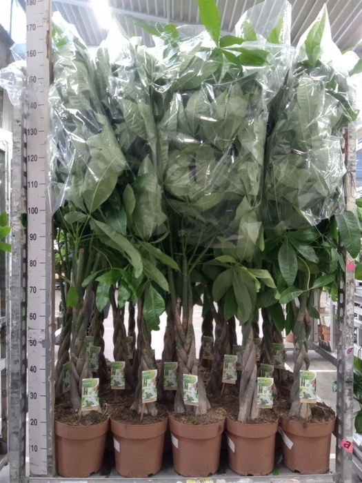 <h4>Pachira aquatica</h4>
