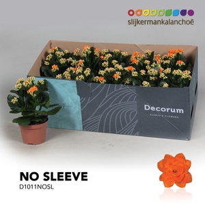 Kalanchoe No Sleeve - Orange