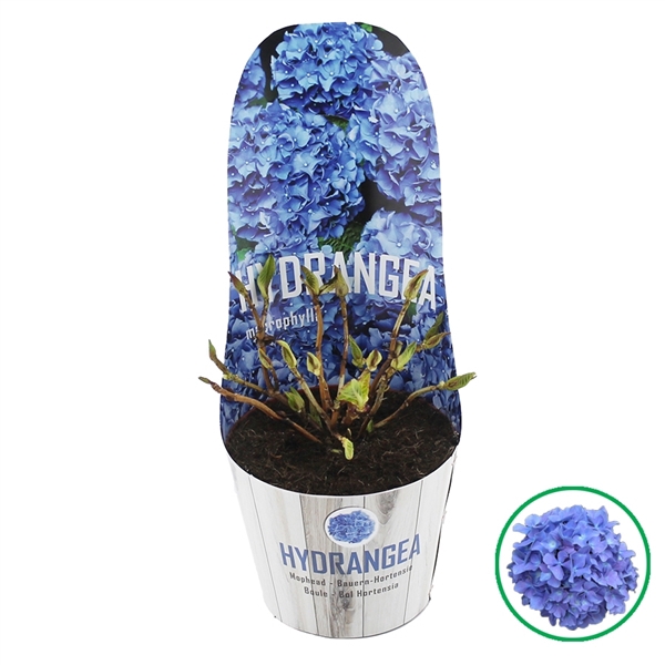 <h4>Hydrangea macr. Blauw C2 (17cm.) Potcover</h4>