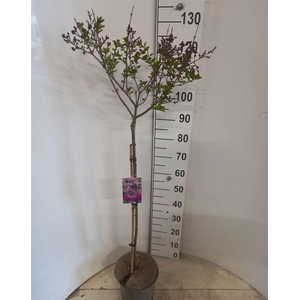 arr8 Syri Mey Palibin Mixkar