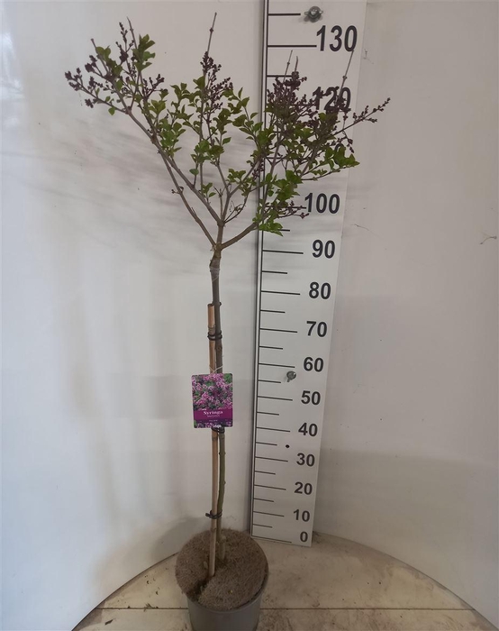 <h4>Syri Mey Palibin Mixkar</h4>