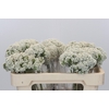 Ozothamnus Booming White