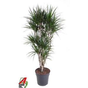 Dracaena Marginata vertakt P31