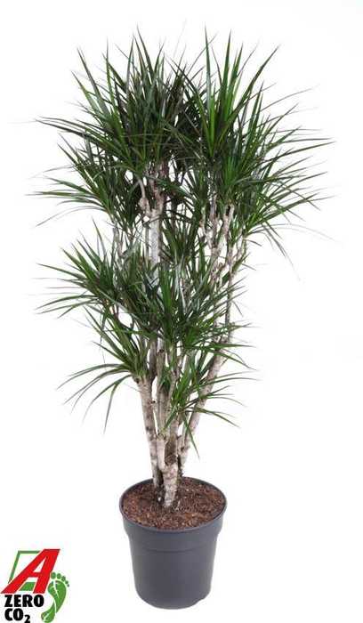 <h4>Dracaena Marginata vertakt P31</h4>
