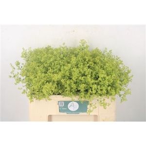 Alchemilla M Robustica