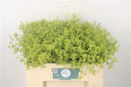 <h4>Alchemilla M Robustica</h4>