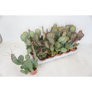 OPUNTIA