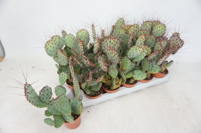 <h4>OPUNTIA</h4>