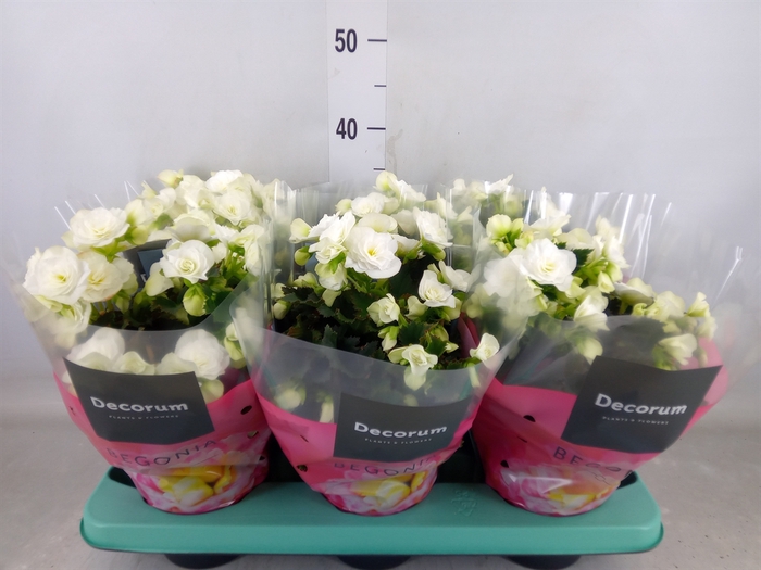 <h4>Begonia elat. DU 'Move2Joy White'</h4>