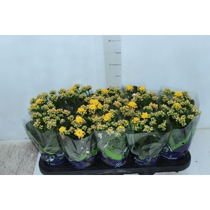KALANCHOE DOBRADO P11 AMARELO
