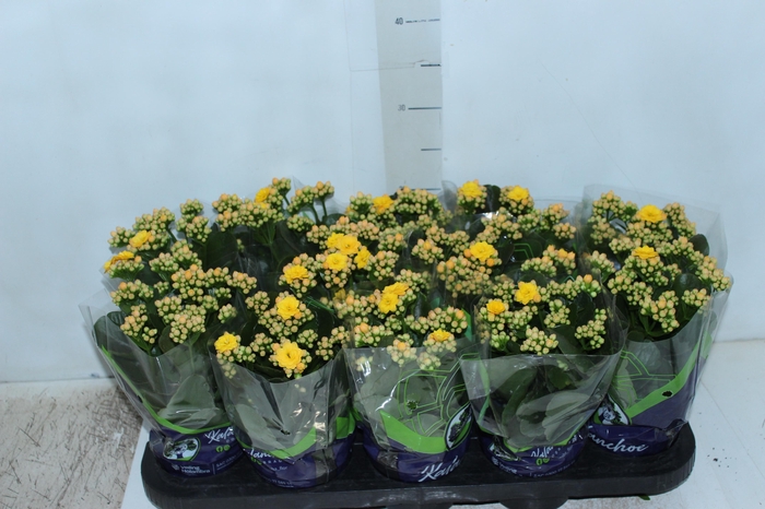 <h4>KALANCHOE DOBRADO P11 AMARELO</h4>