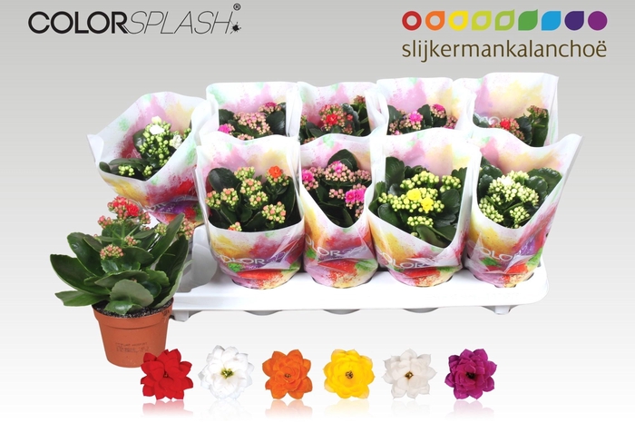 <h4>KAL GE GEM 6 KL</h4>