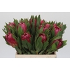 Protea Brenda