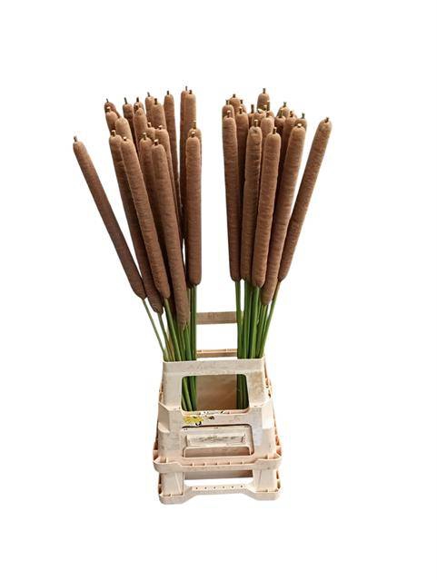 TYPHA LATIFOLIA(RIETSIGAAR)