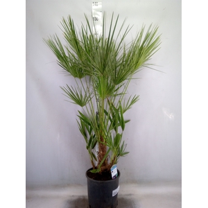 Chamaerops humilis