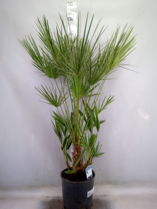 <h4>Chamaerops humilis</h4>