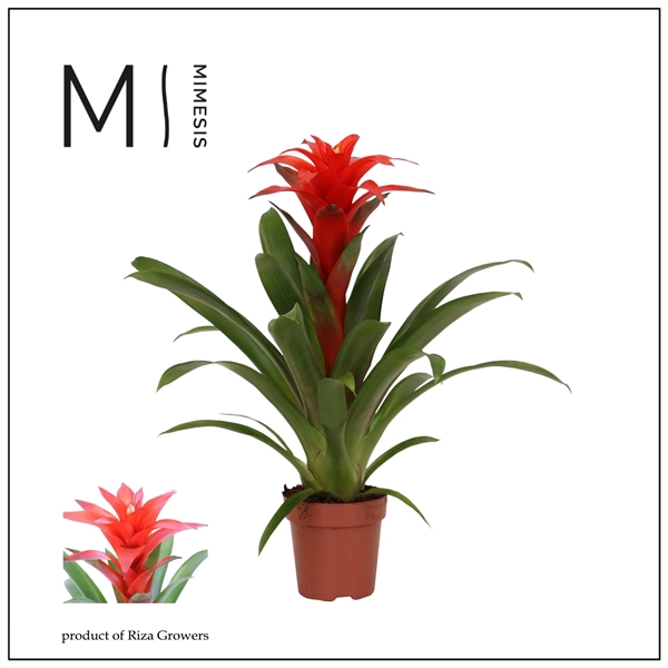 <h4>Mimesis Guzmania Calypso - 12 cm</h4>