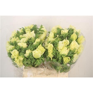 Anem Mistral White Super