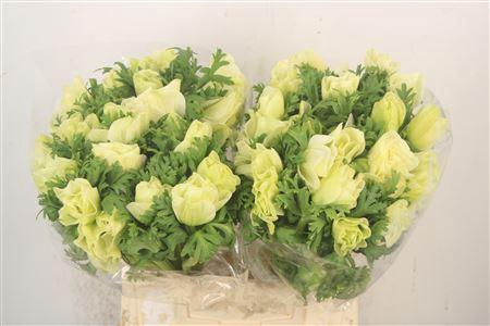 <h4>Anem Mistral White X L X25</h4>