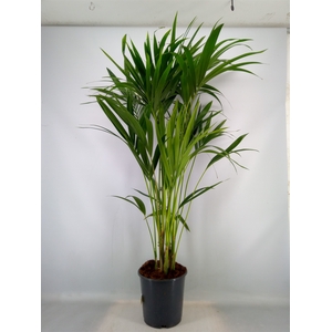 Howea forsteriana