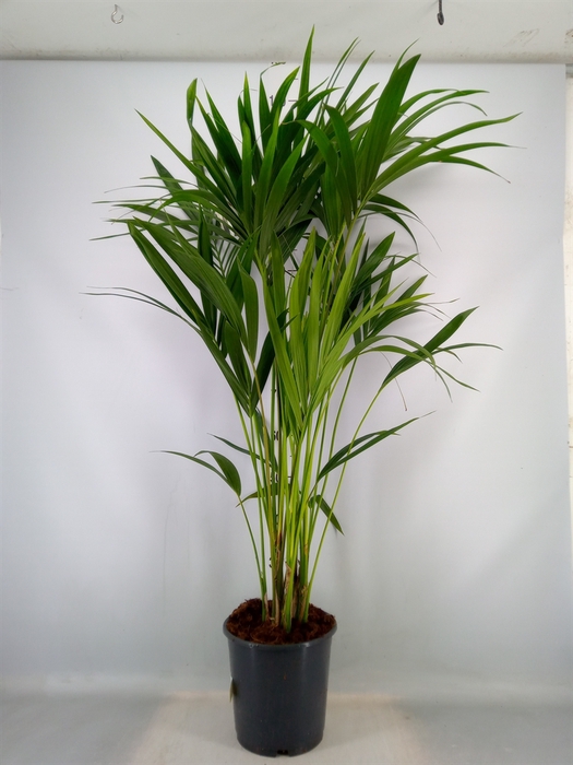 <h4>Howea forsteriana</h4>
