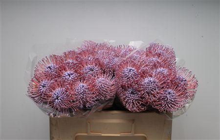 <h4>Leuco Klbh Milka</h4>