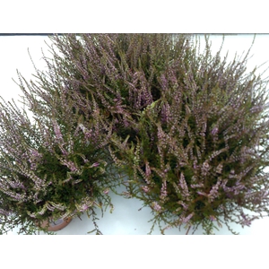 CALLU MARLIES