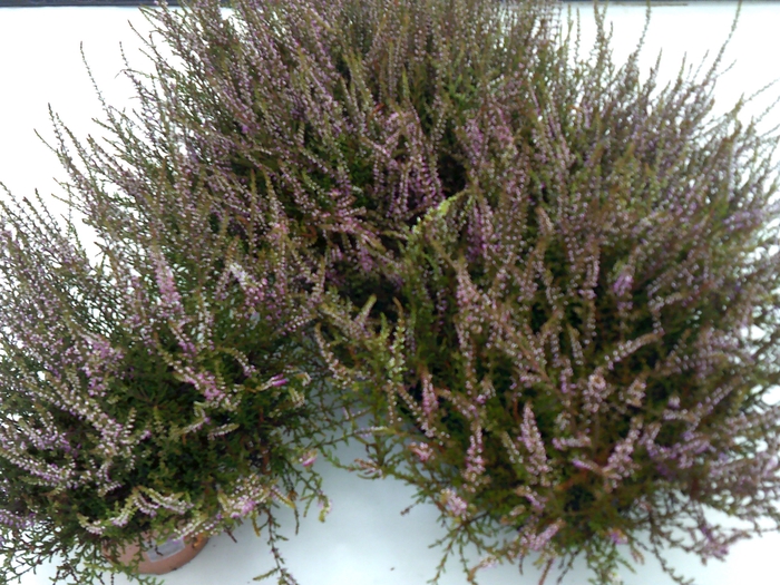 <h4>CALLU MARLIES</h4>